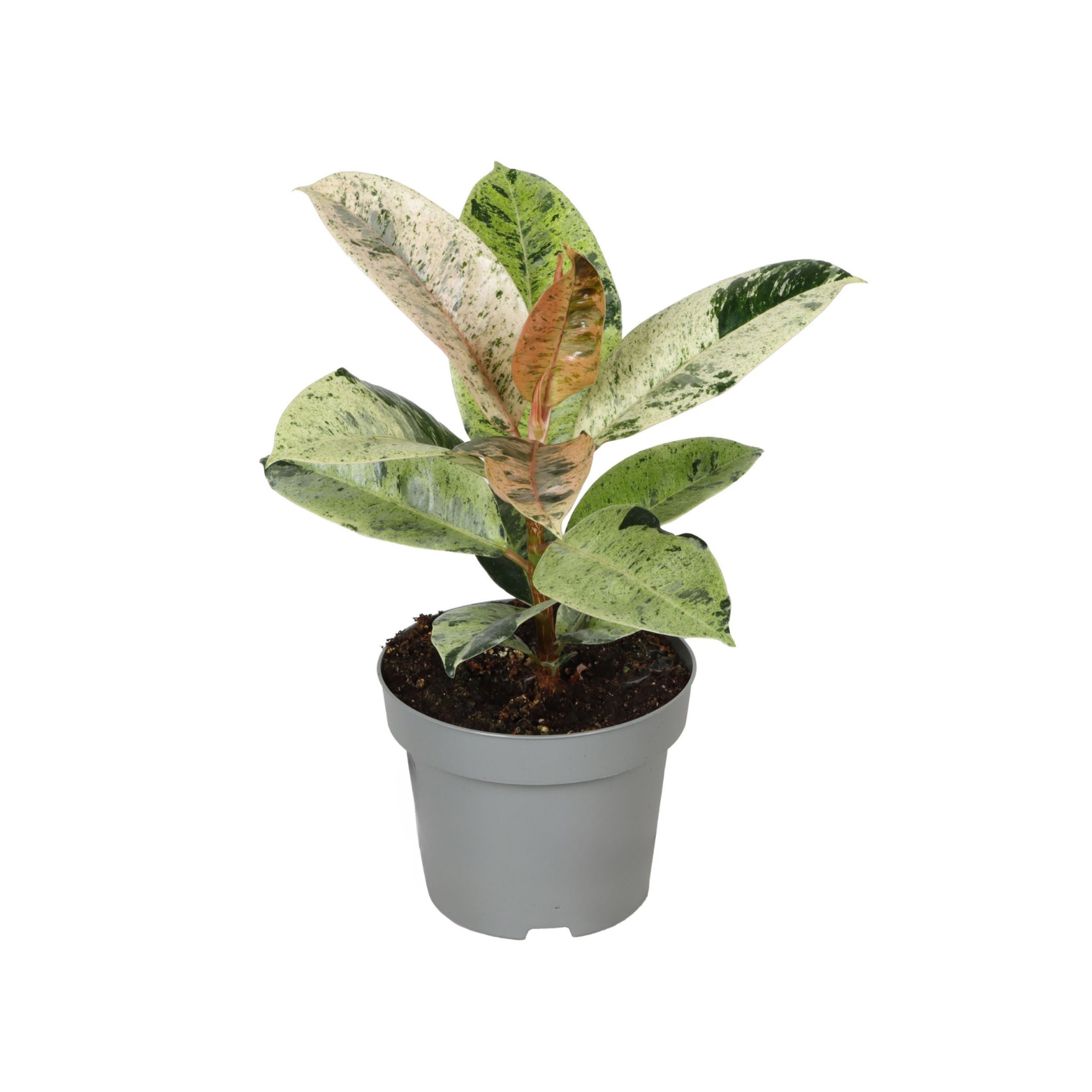 FICUS ELASTICA 'MOONSHINE' Figowiec sprężysty, fikus