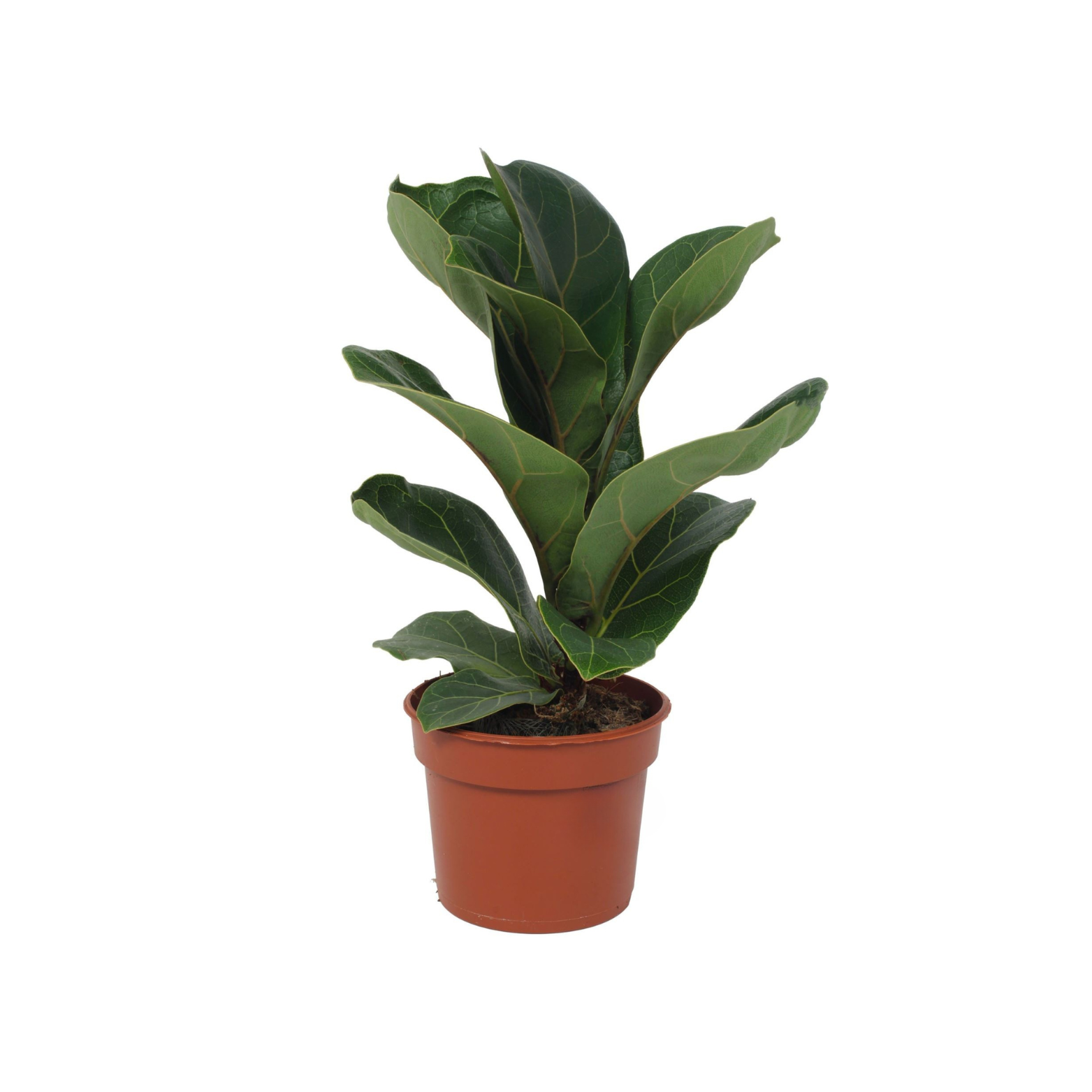 FICUS LYRATA 'BAMBINO' Figowiec dębolistny, fikus