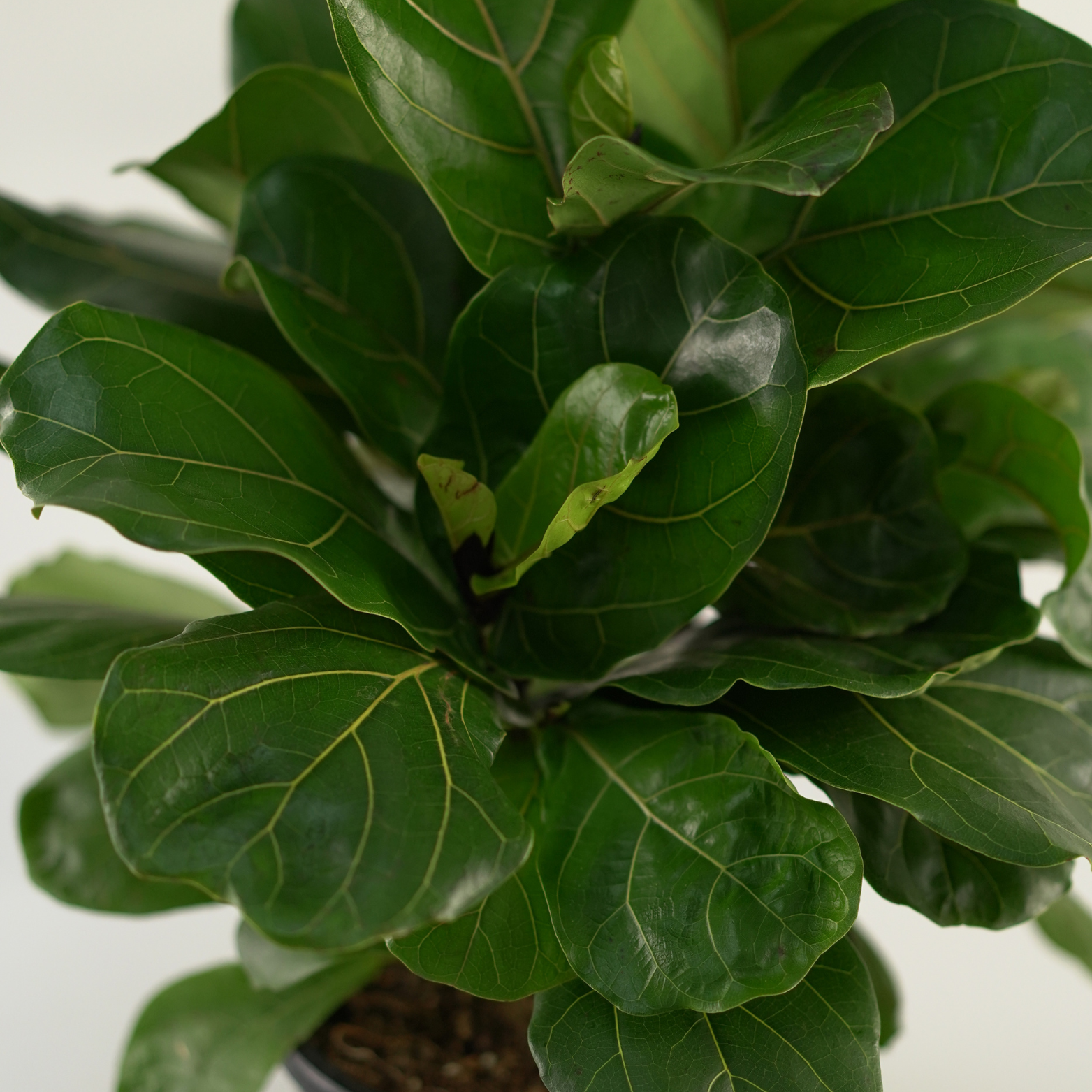 FICUS LYRATA 'CLUMP' Figowiec dębolistny