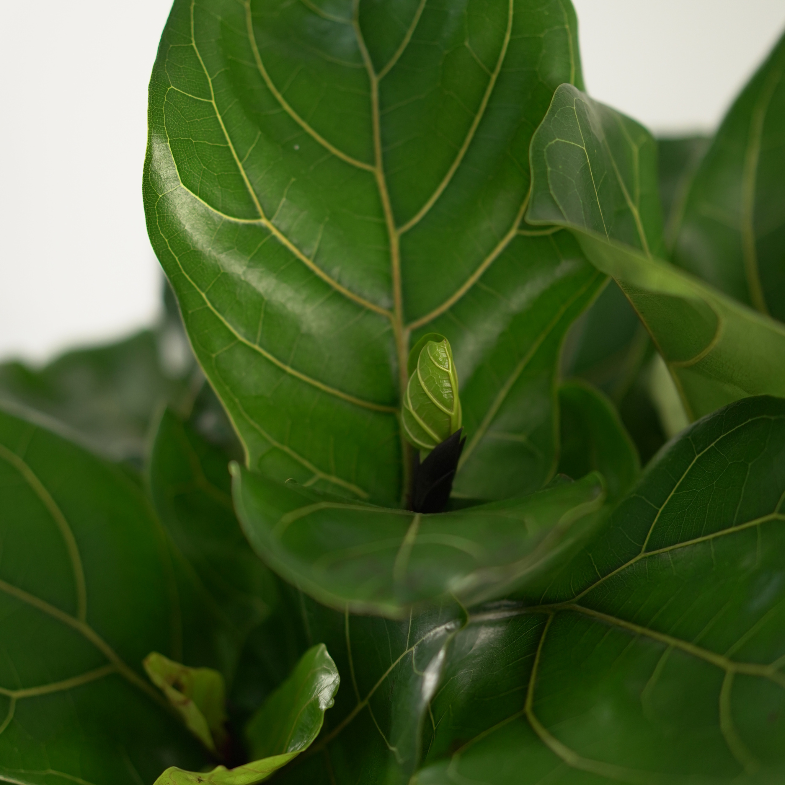 FICUS LYRATA 'CLUMP' Figowiec dębolistny