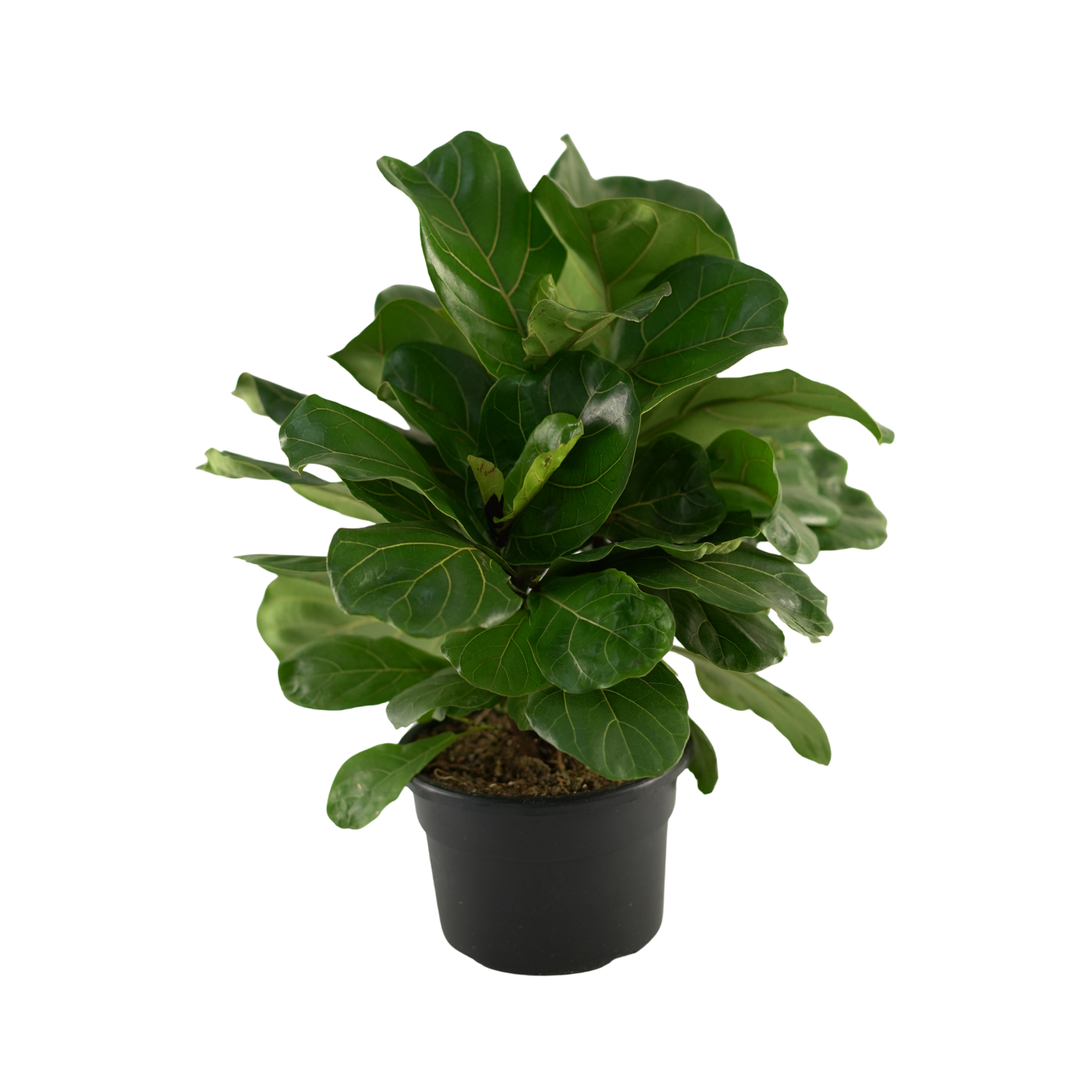 FICUS LYRATA 'CLUMP' Figowiec dębolistny