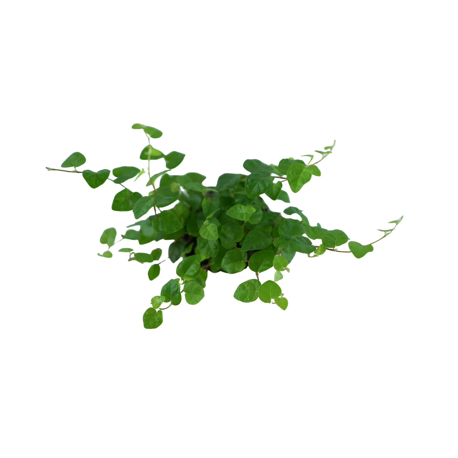 FICUS PUMILA 'GREEN SUNNY' Figowiec pnący, fikus