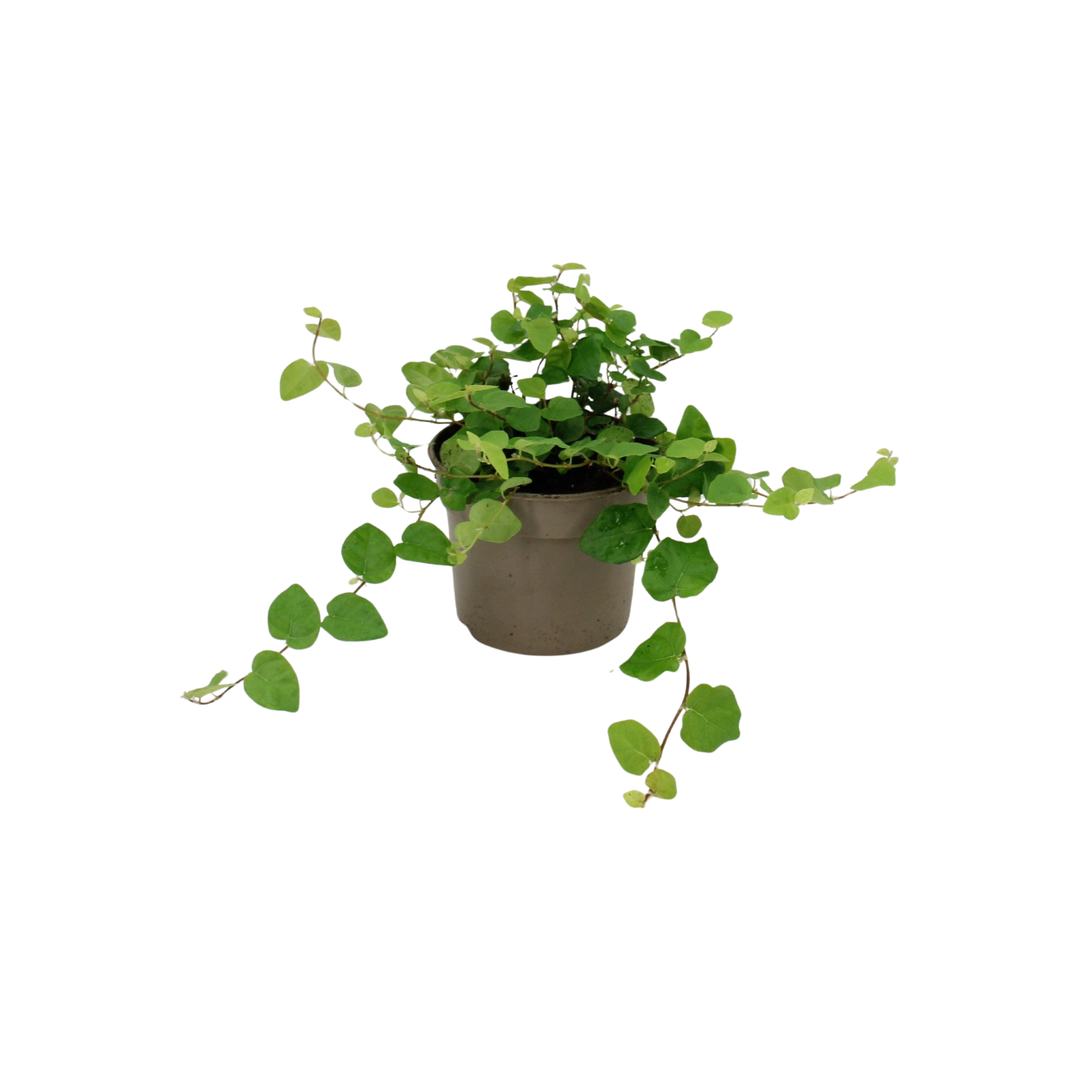FICUS PUMILA 'GREEN SUNNY' Figowiec pnący, fikus