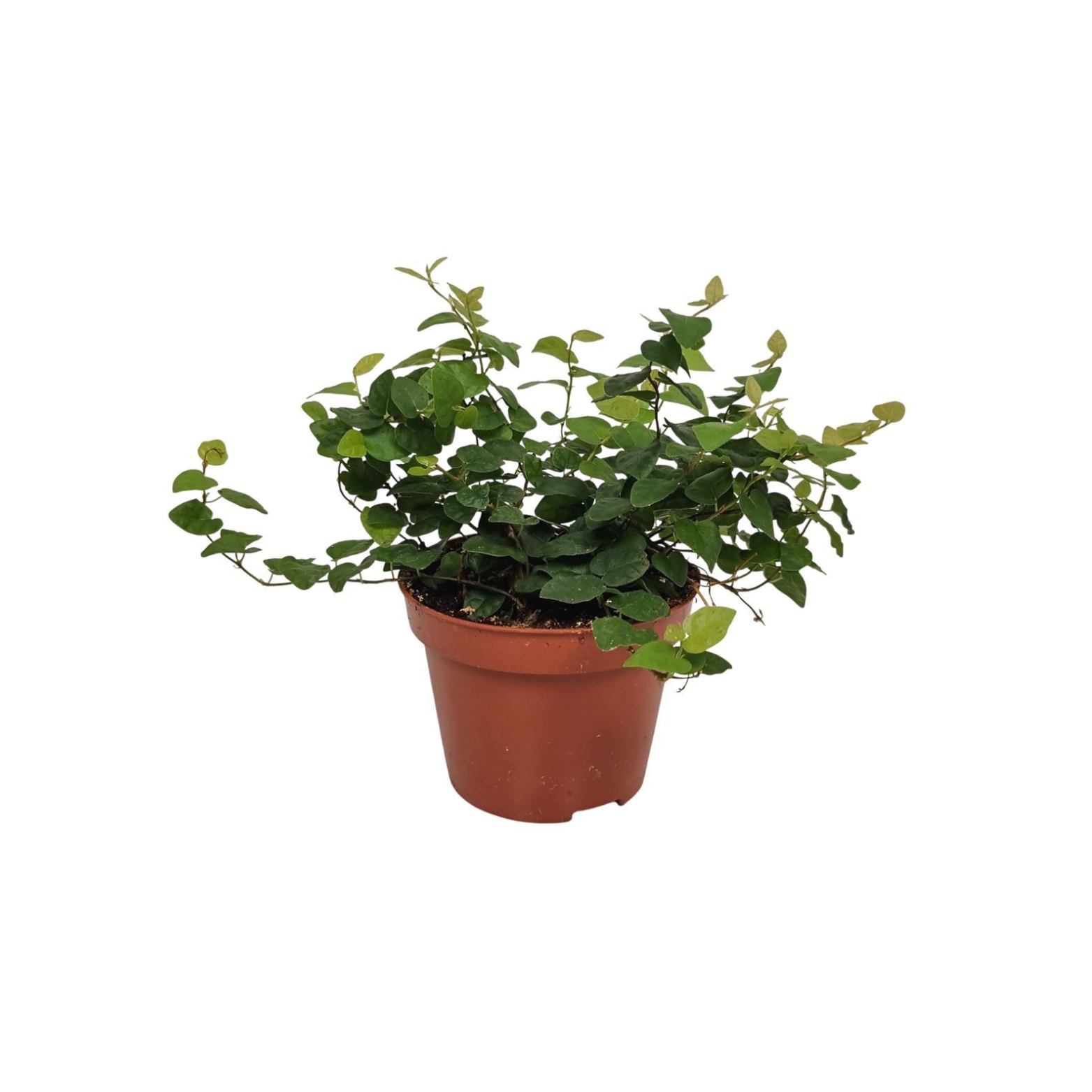 FICUS PUMILA 'GREEN SUNNY' Figowiec pnący, fikus