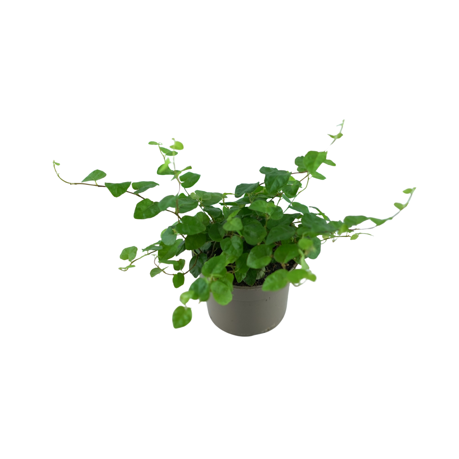 FICUS PUMILA 'GREEN SUNNY' Figowiec pnący, fikus