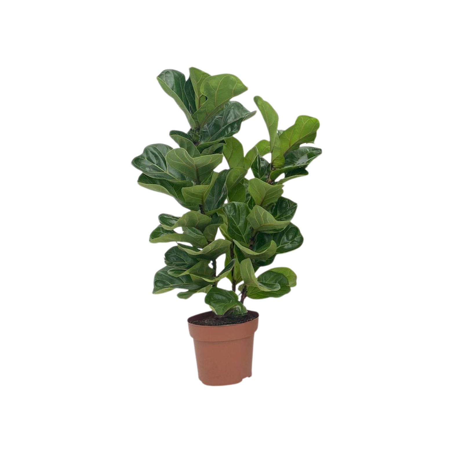 FICUS 'TIBACO' Figowiec, fikus
