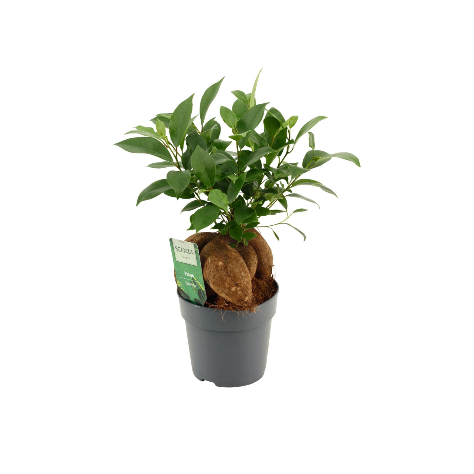 FICUS MICROCARPA 'GINSENG' Fikus