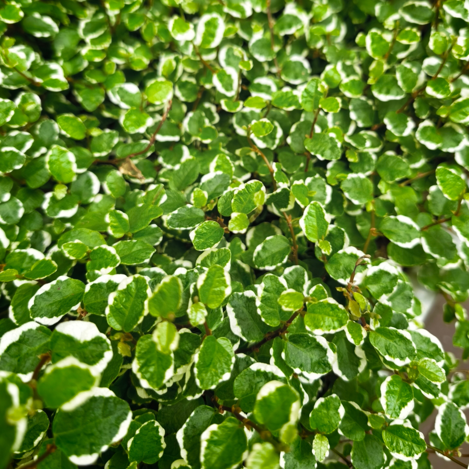 FICUS PUMILA 'WHITE SUNNY' Figowiec pnący, fikus
