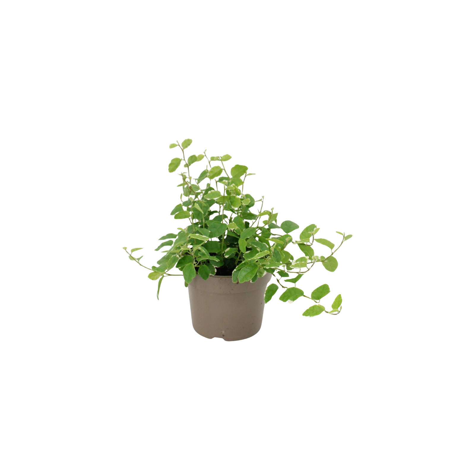 FICUS PUMILA 'WHITE SUNNY' Figowiec pnący, fikus