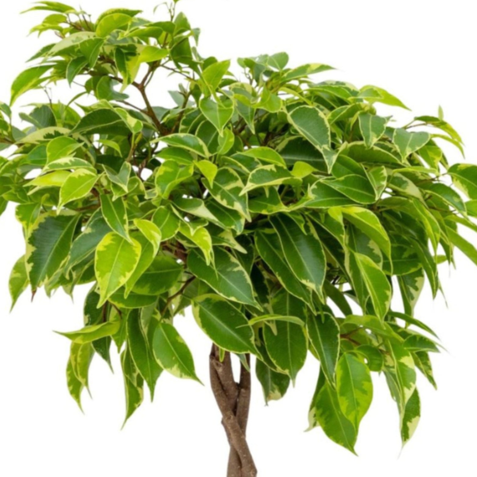 FICUS BENJAMINA 'BUSHY KING' Braided Stem Figowiec benjamina