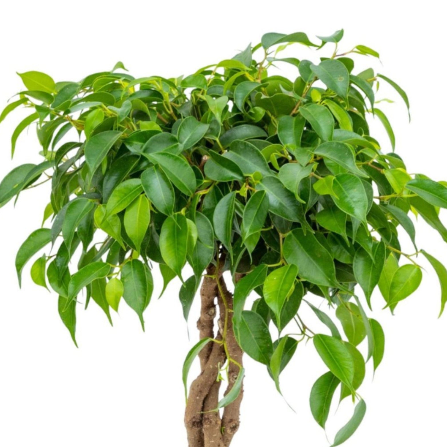 FICUS BENJAMINA 'TARANA' Braided Stem Figowiec benjamina