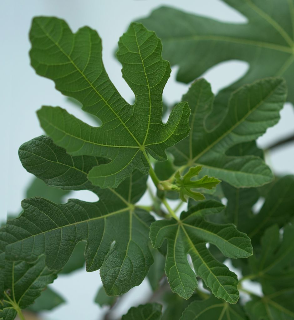 FICUS CARICA Figowiec pospolity
