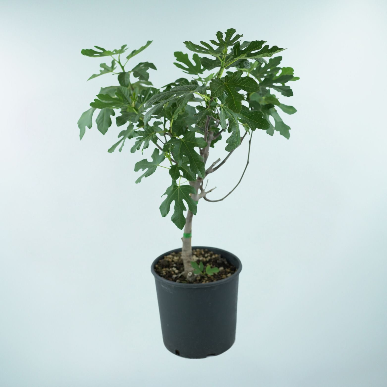 FICUS CARICA Figowiec pospolity