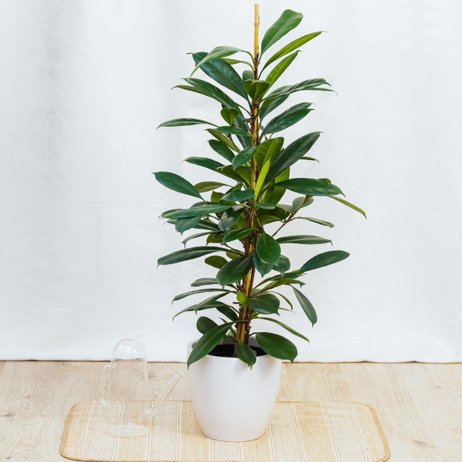 FICUS CYATHISTIPULA Figowiec afrykański