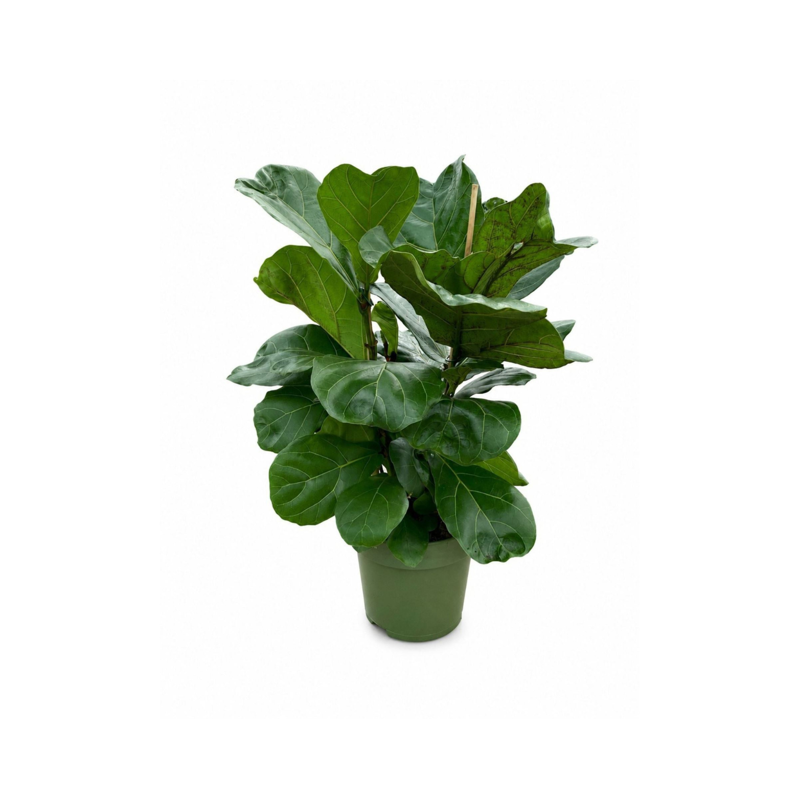 FICUS LYRATA 'CLUMP' Fikus lirolistny