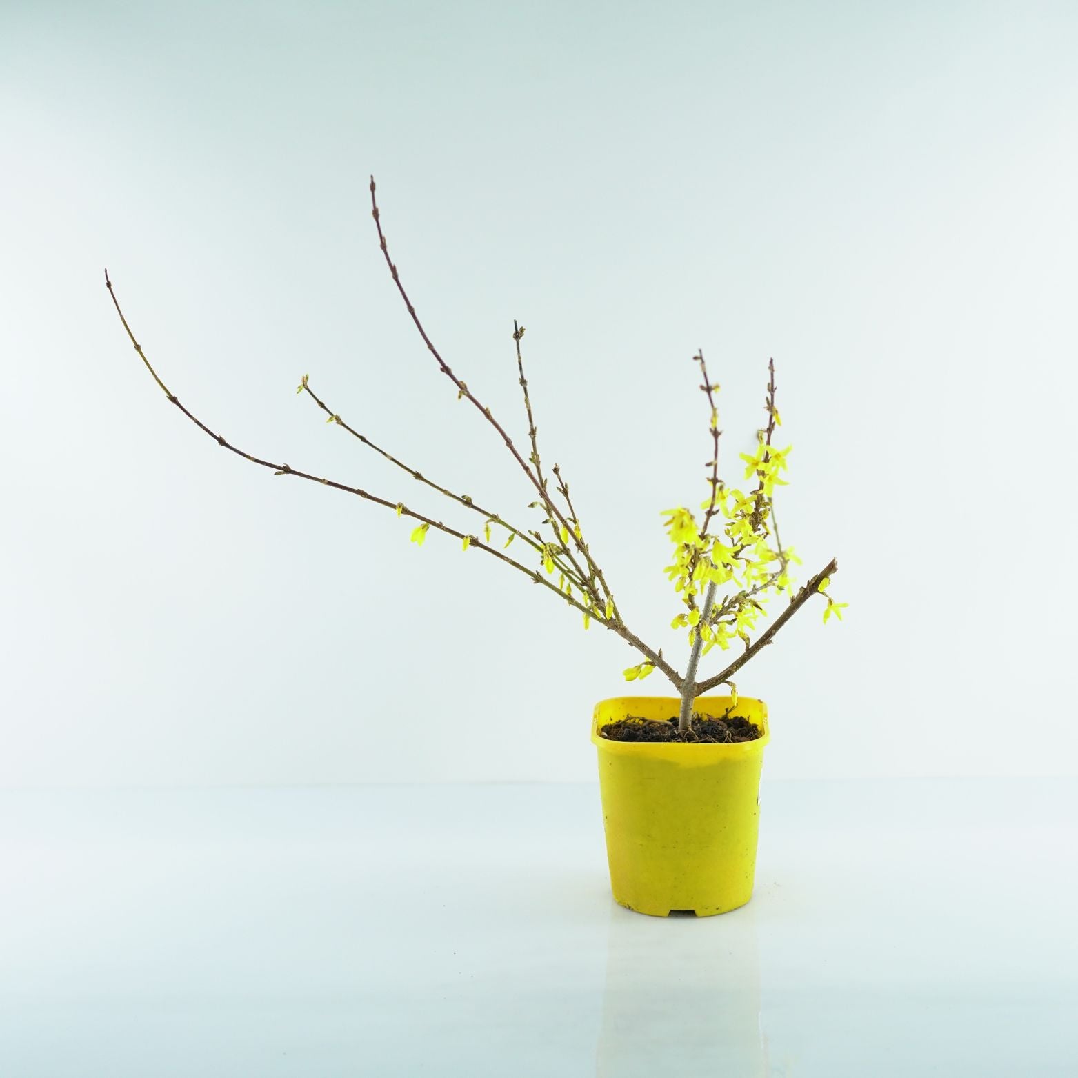 FORSYTHIA INTERMEDIA 'Mikador' Forsycja pośrednia