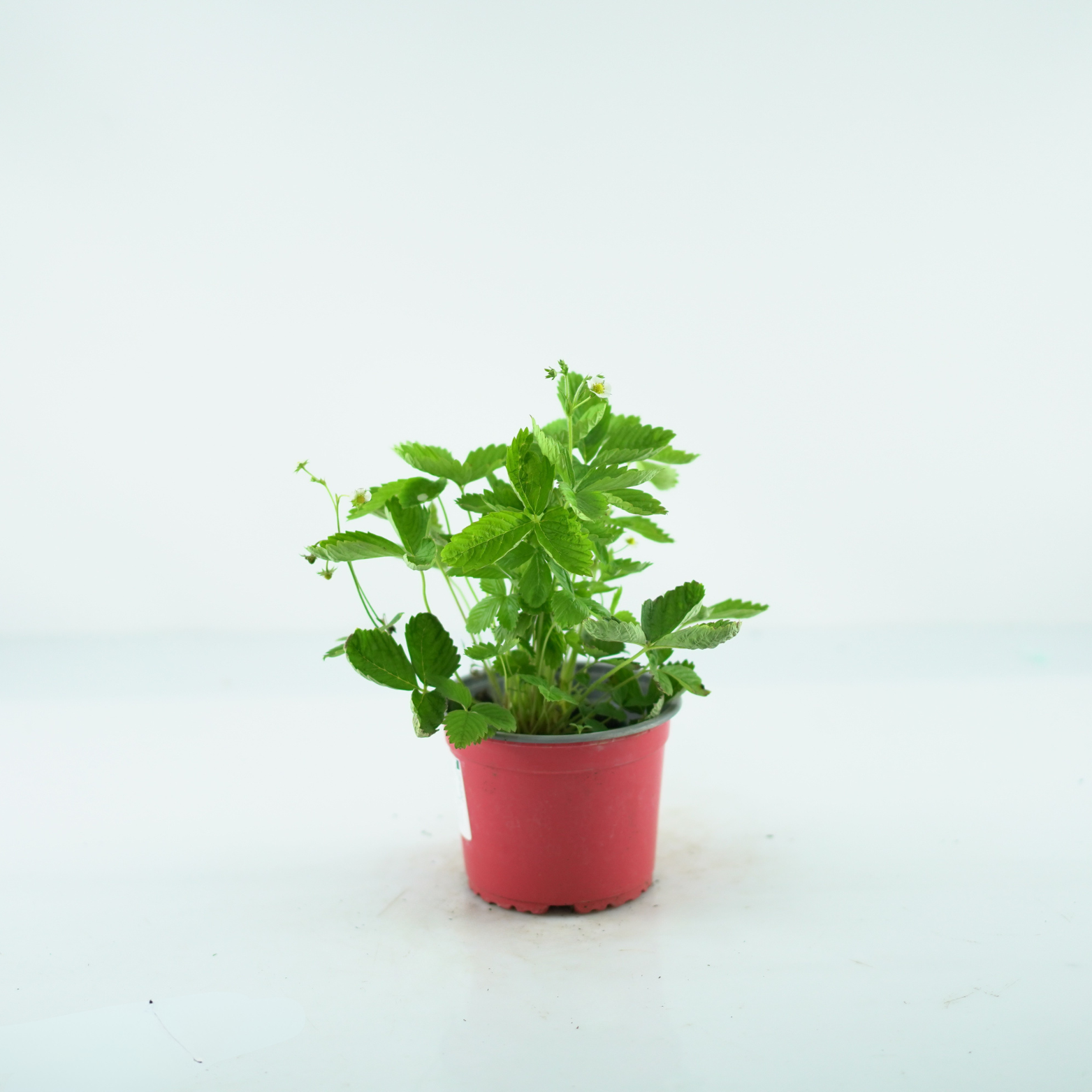 FRAGARIA VESCA 'ALEXANDRIA' Poziomka