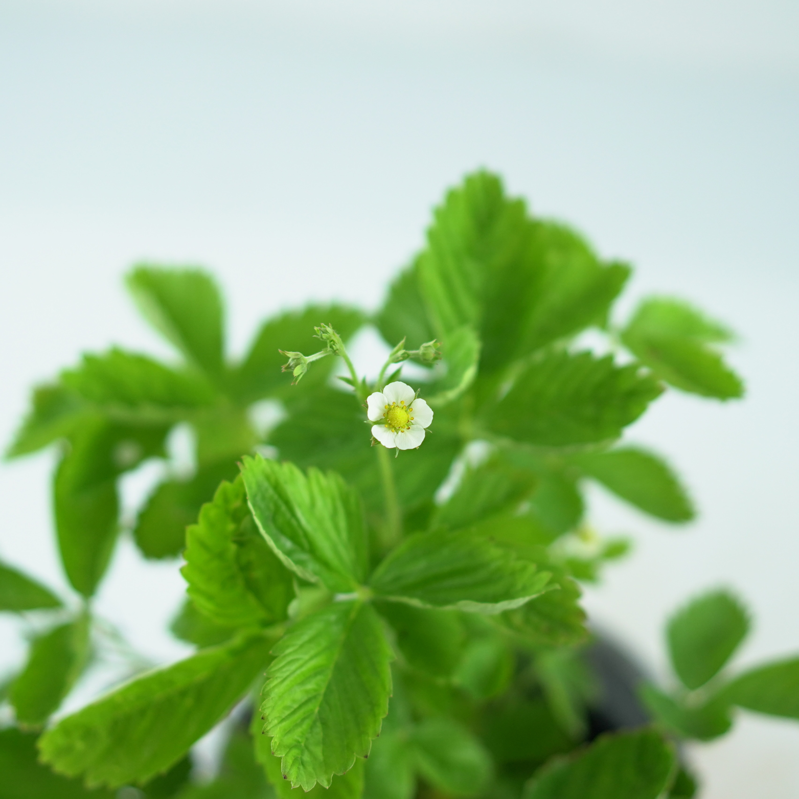 FRAGARIA VESCA 'ALEXANDRIA' Poziomka