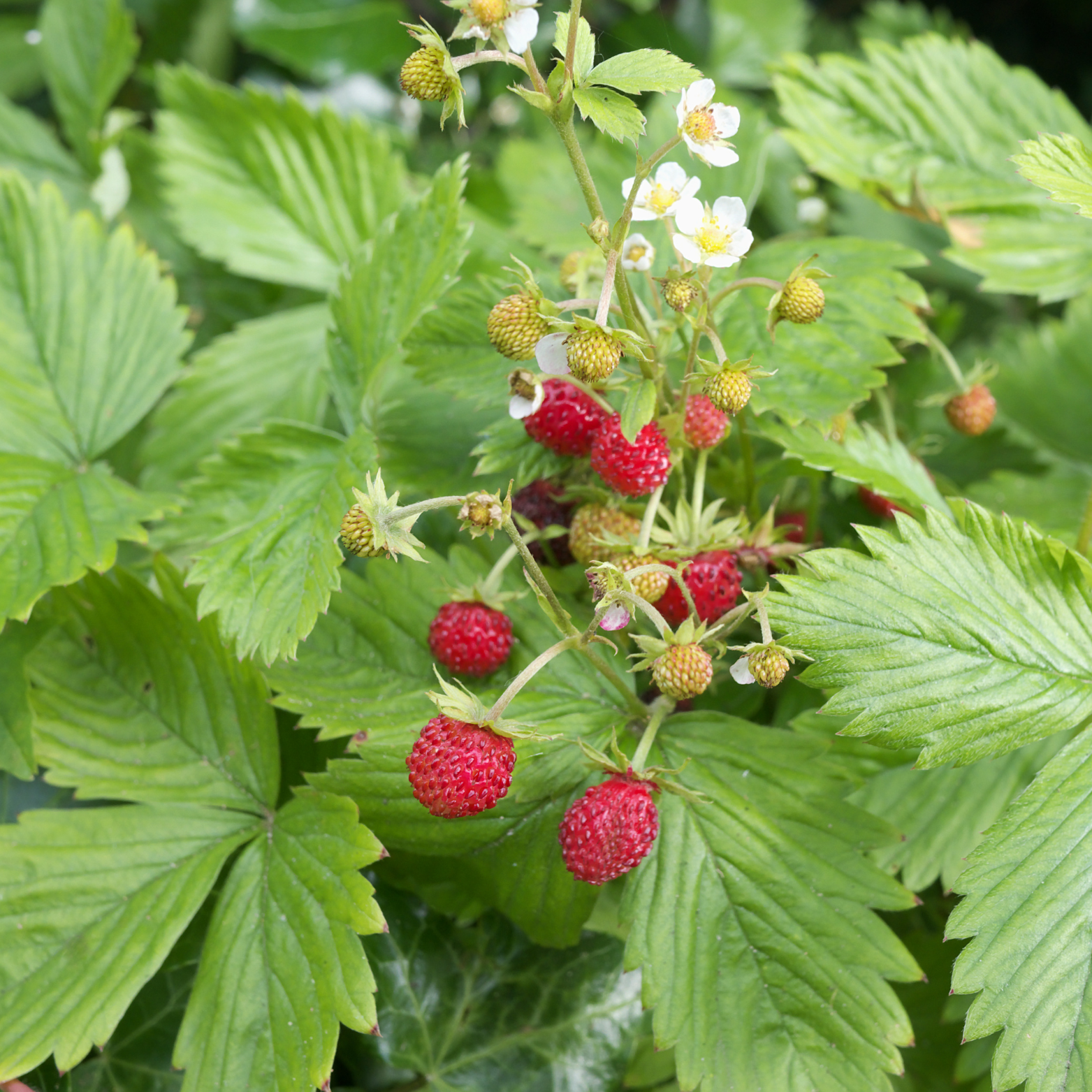 FRAGARIA VESCA 'ALEXANDRIA' Poziomka
