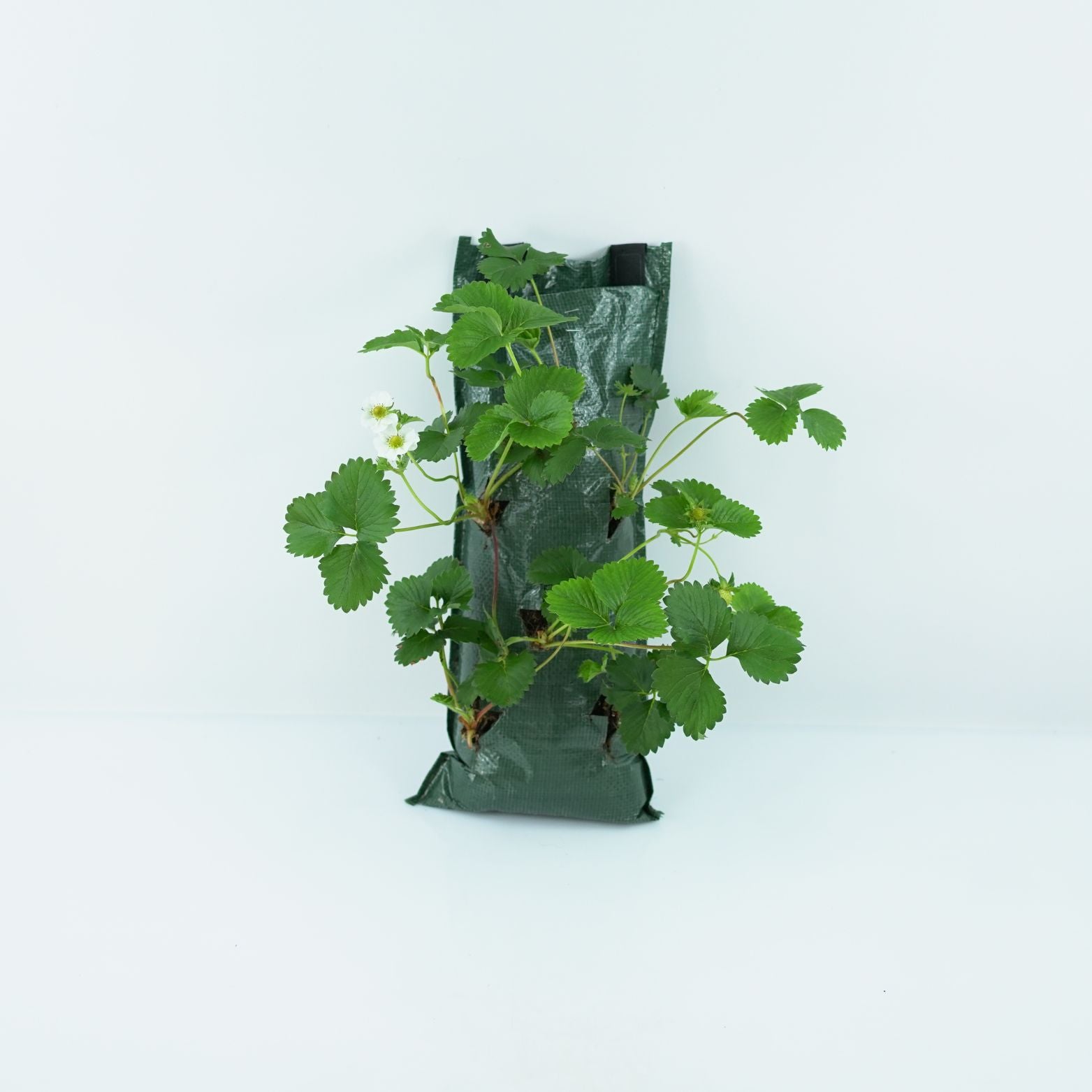 FRAGARIA ANANASSA 'FAVORI' Truskawka