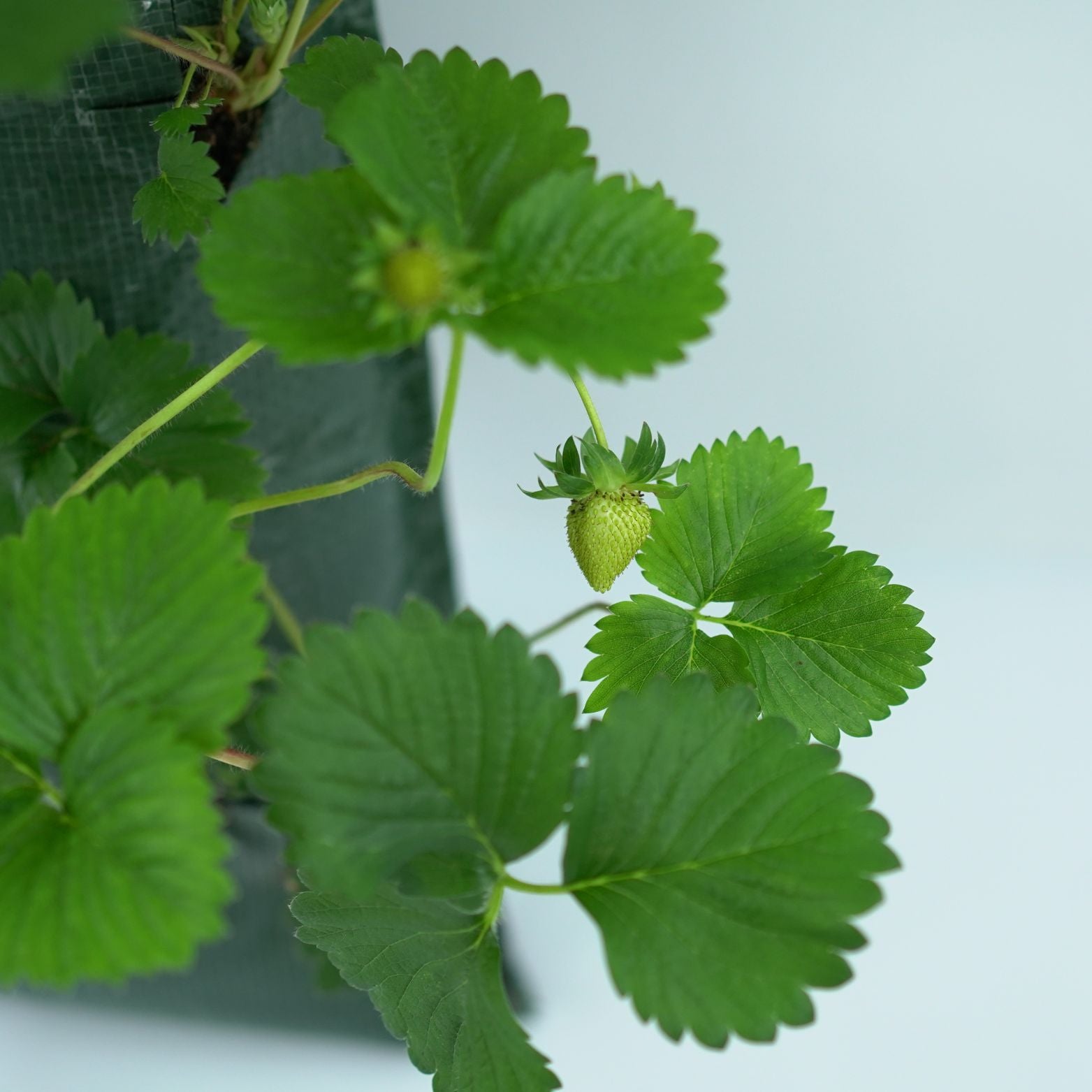 FRAGARIA ANANASSA 'FAVORI' Truskawka