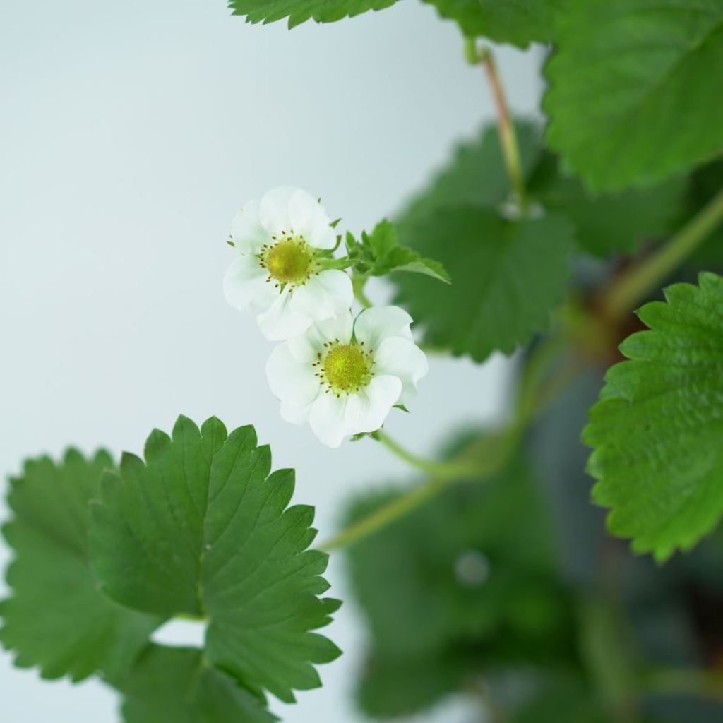 FRAGARIA ANANASSA 'FAVORI' Truskawka