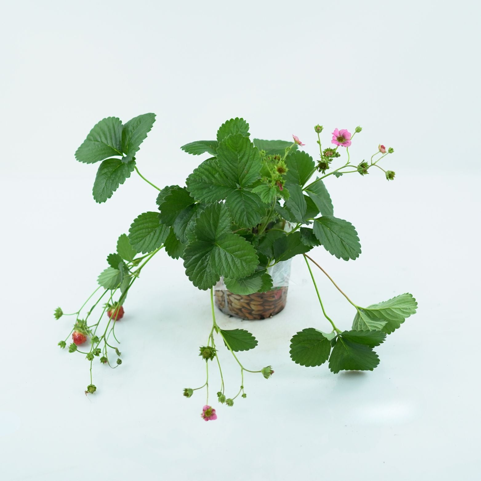 FRAGARIA ANANASSA Truskawka