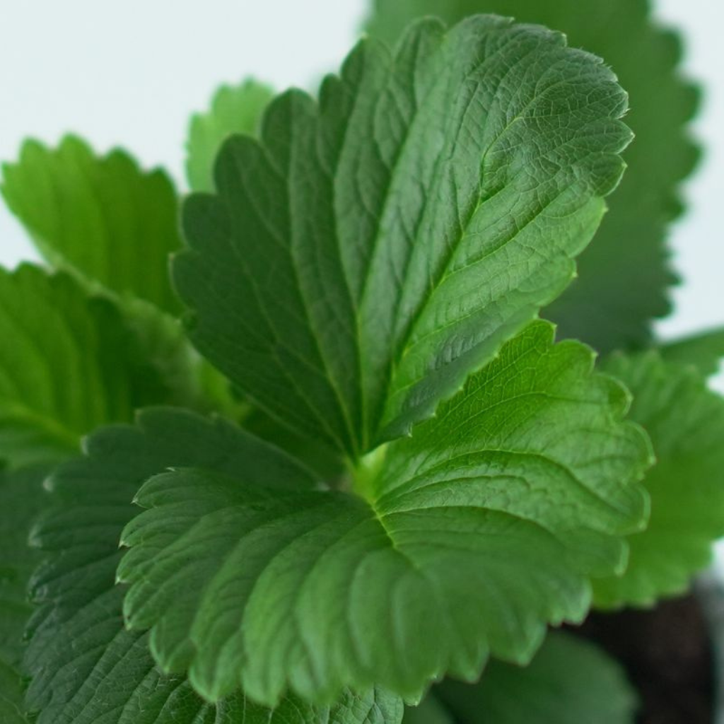 FRAGARIA ANANASSA Truskawka