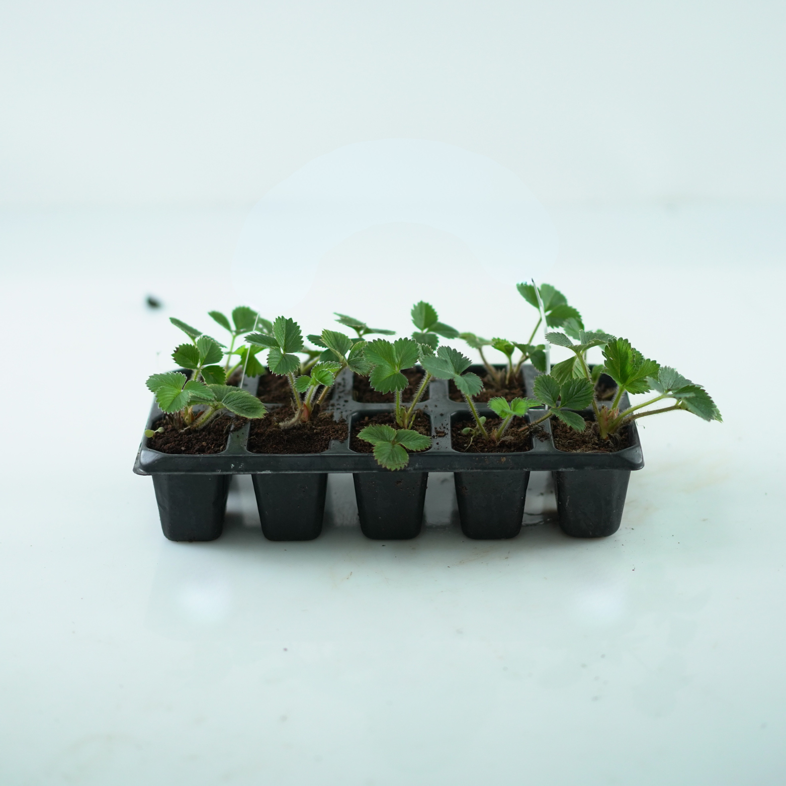FRAGARIA ANANASSA Truskawka