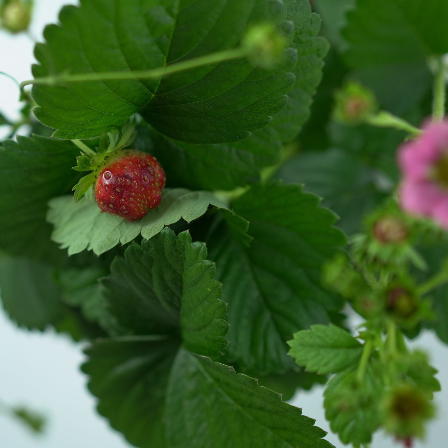 FRAGARIA ANANASSA Truskawka