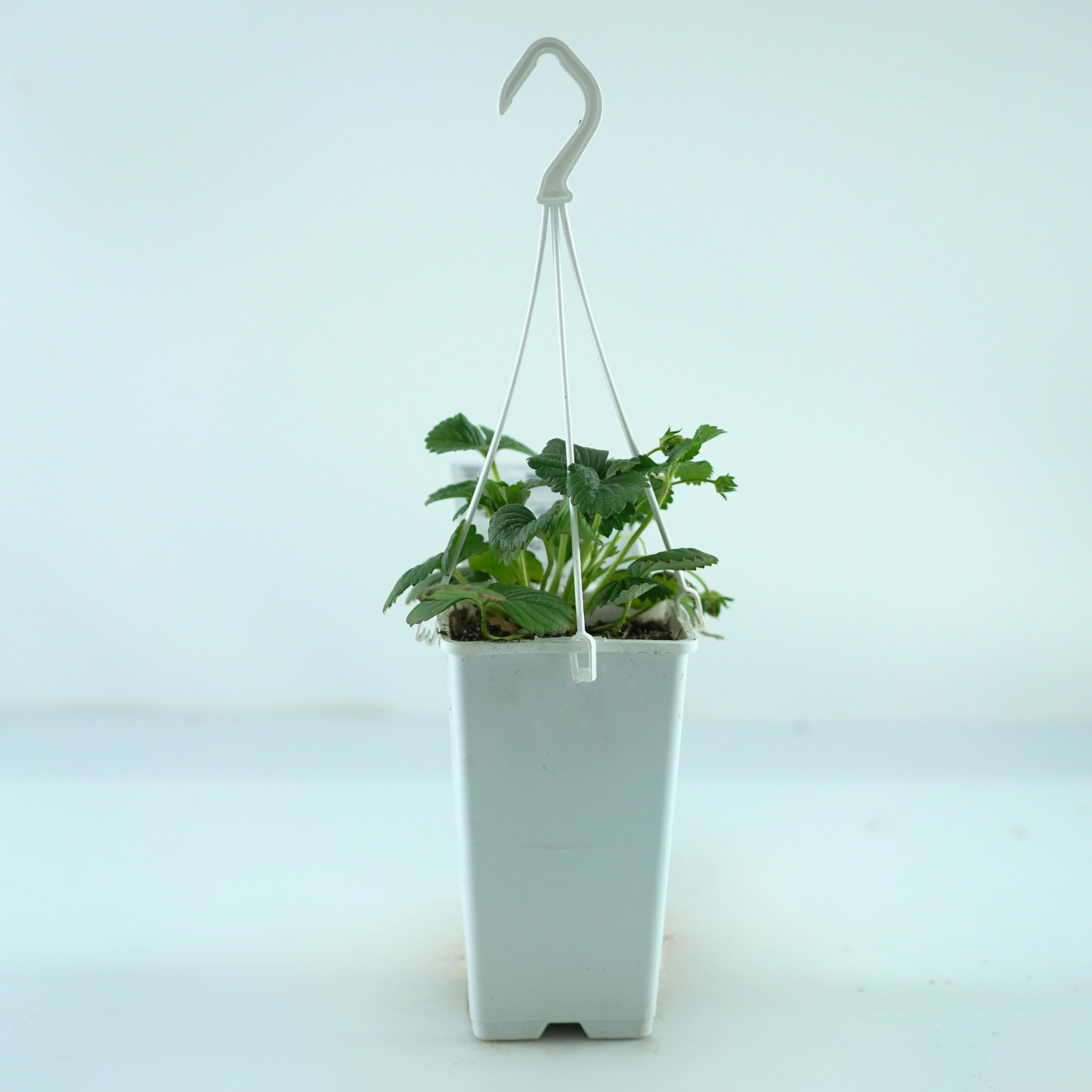FRAGARIA 'EVE'S DELIGHT' Truskawka