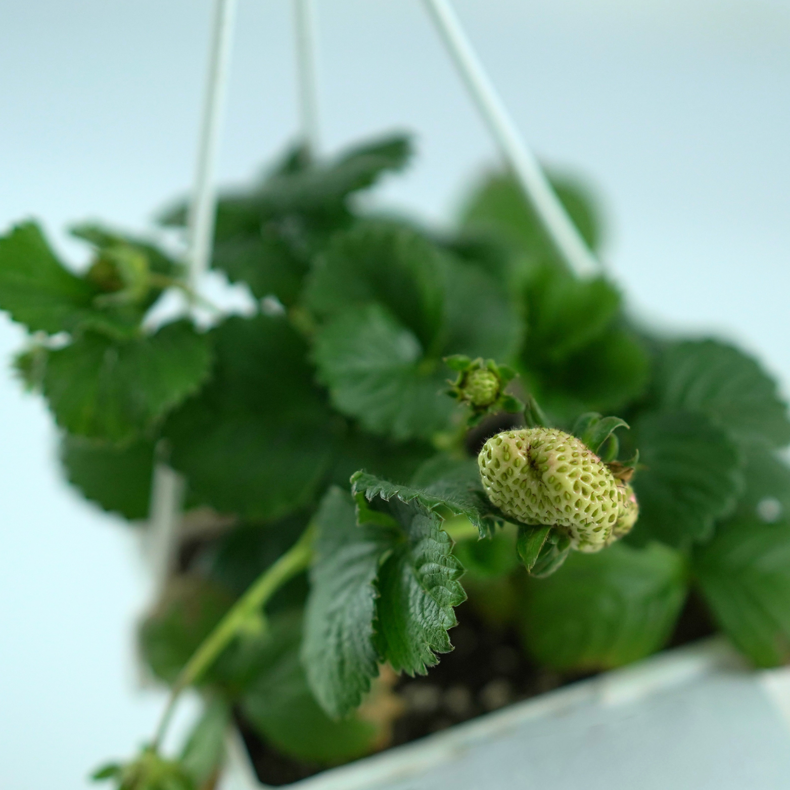 FRAGARIA 'EVE'S DELIGHT' Truskawka