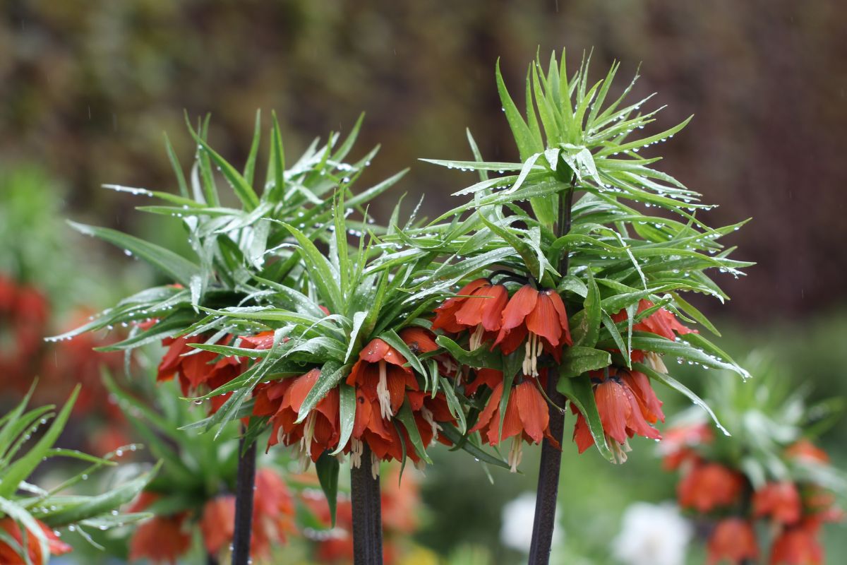 Cebulka kwiatowa FRITILLARIA AURORA Szachownica