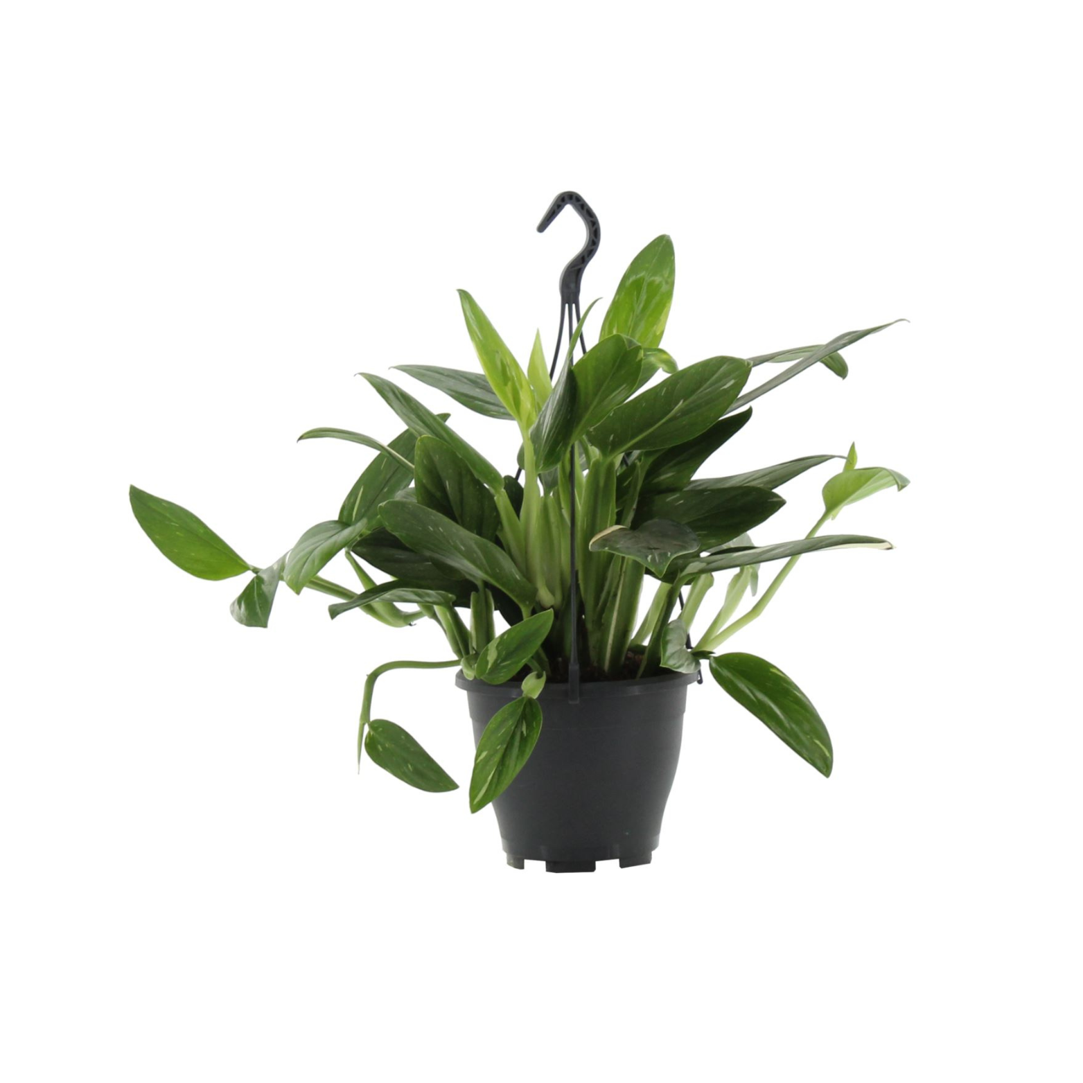 PHILODENDRON 'COBRA' Filodendron