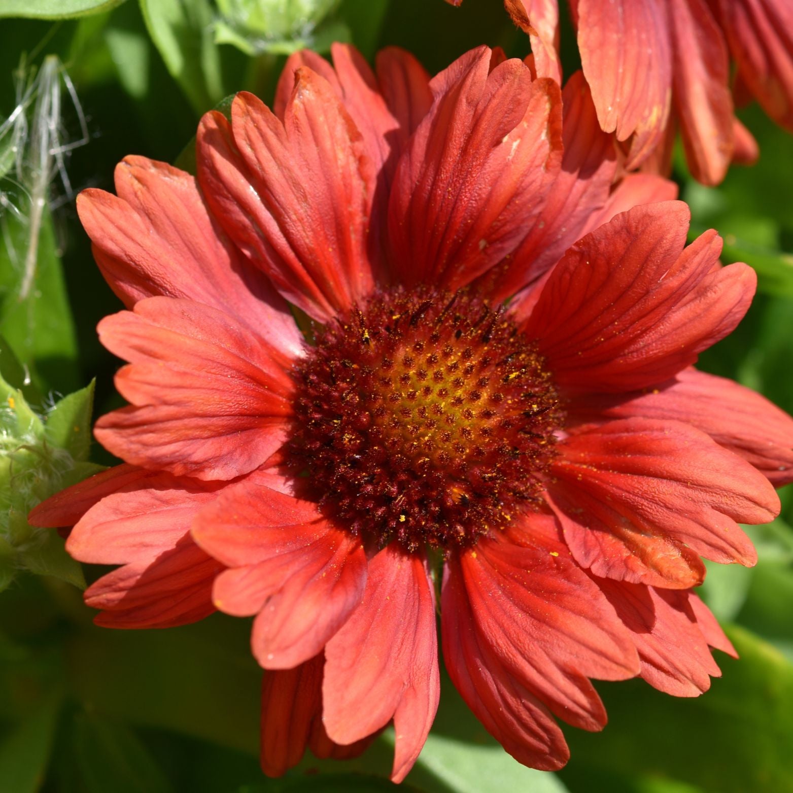 GAILLARDIA ARISTATA 'Mesa Red' Gailardia oścista