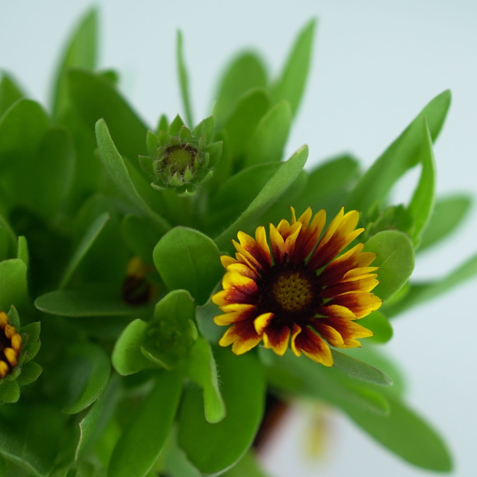 GAILLARDIA HYBRIDA 'Sweet Chili' Gailardia