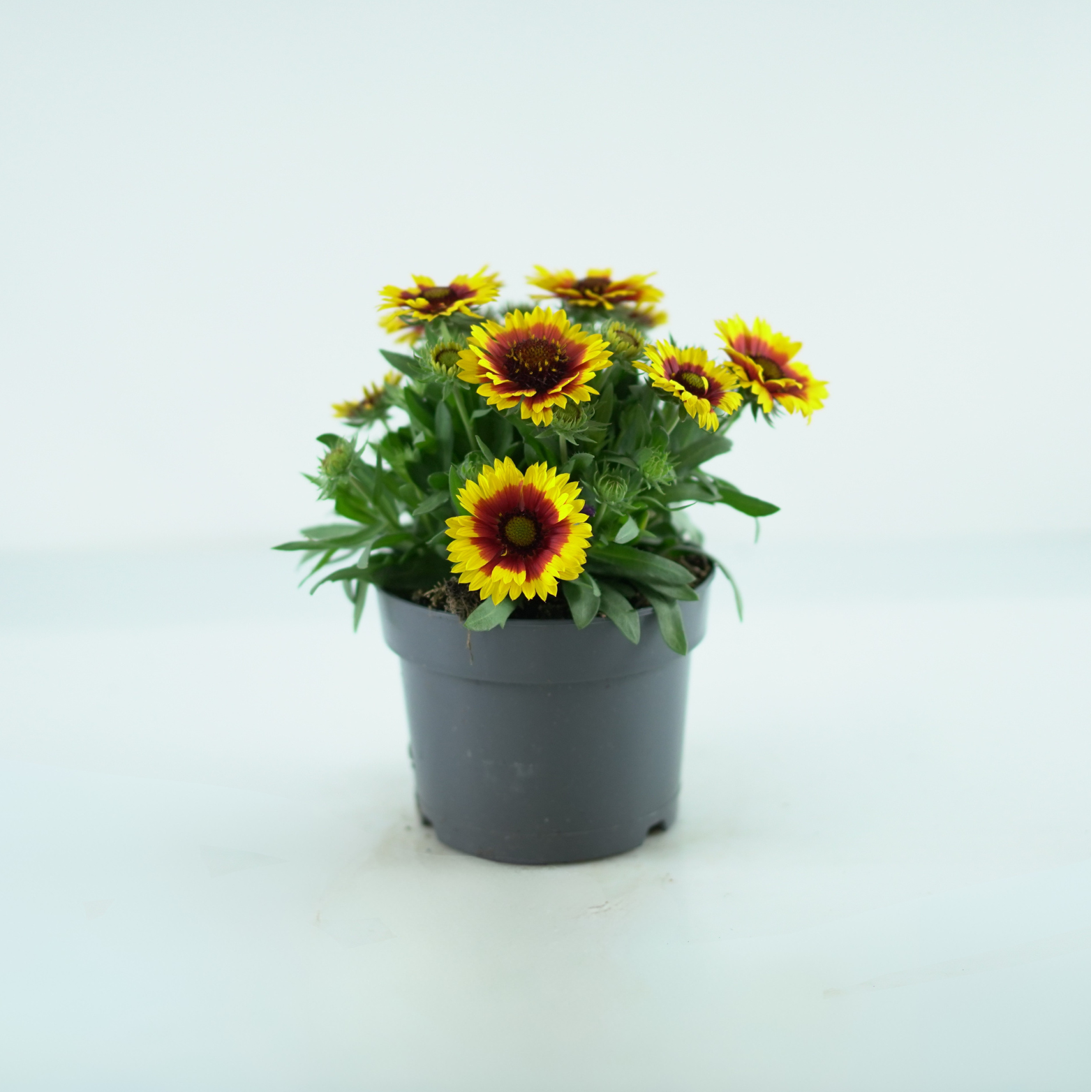 GAILLARDIA ARISTATA Gailardia oścista