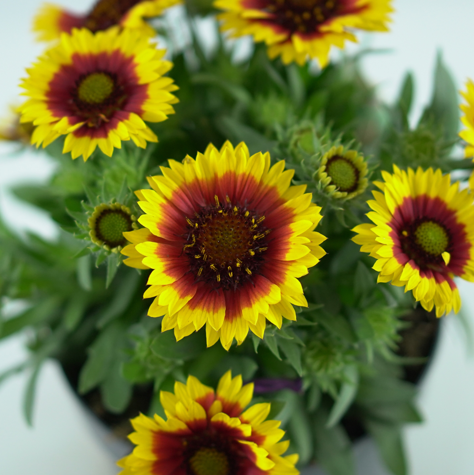 GAILLARDIA ARISTATA Gailardia oścista