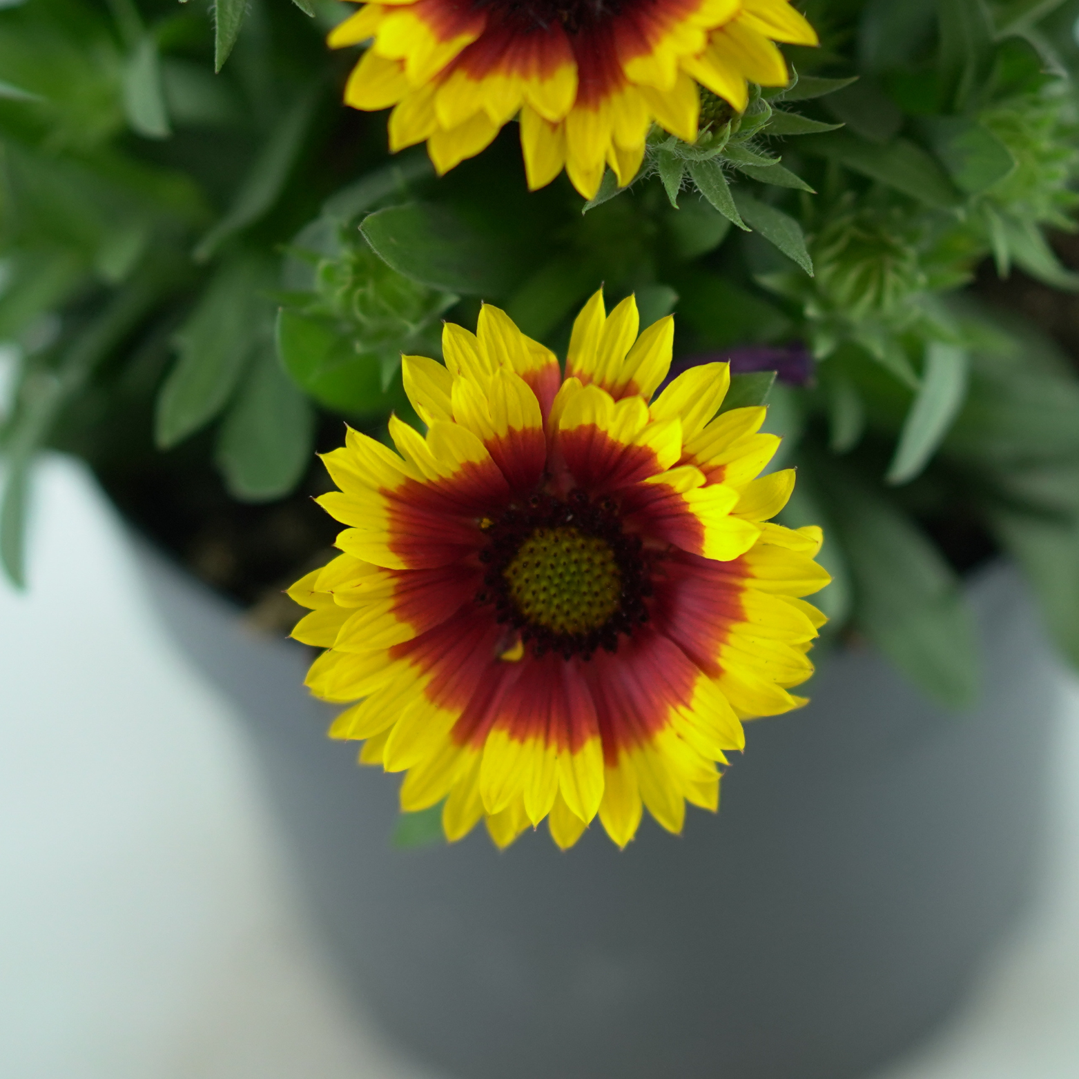 GAILLARDIA ARISTATA Gailardia oścista