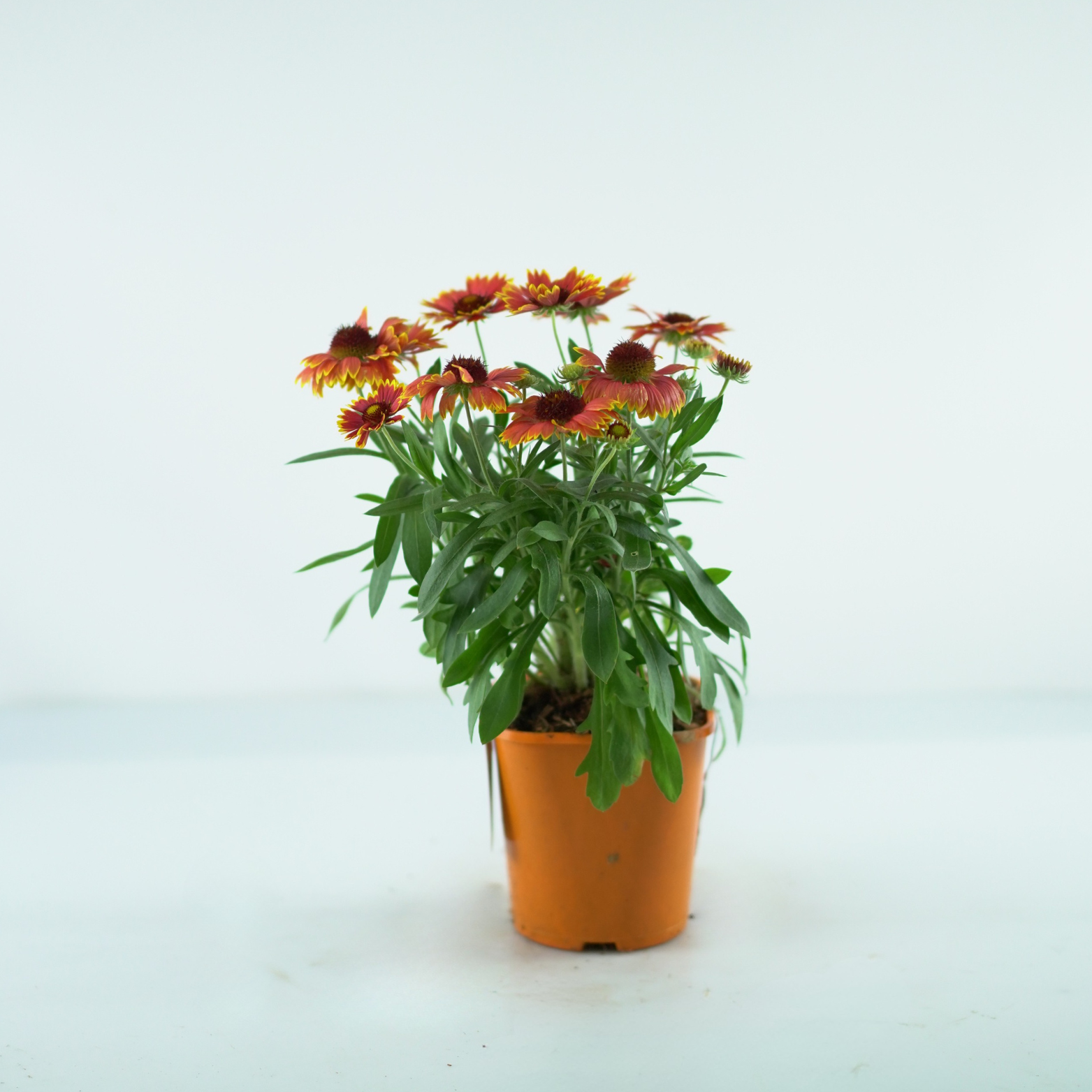 GAILLARDIA 'SPINTOP ORANGE HALO' Gailardia oścista