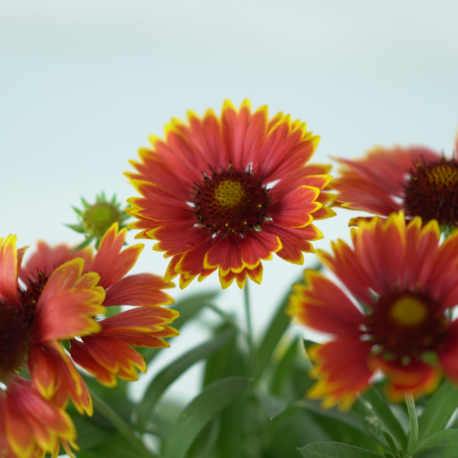 GAILLARDIA ARISTATA 'SPINTOP ORANGE HALO' Gailardia oścista