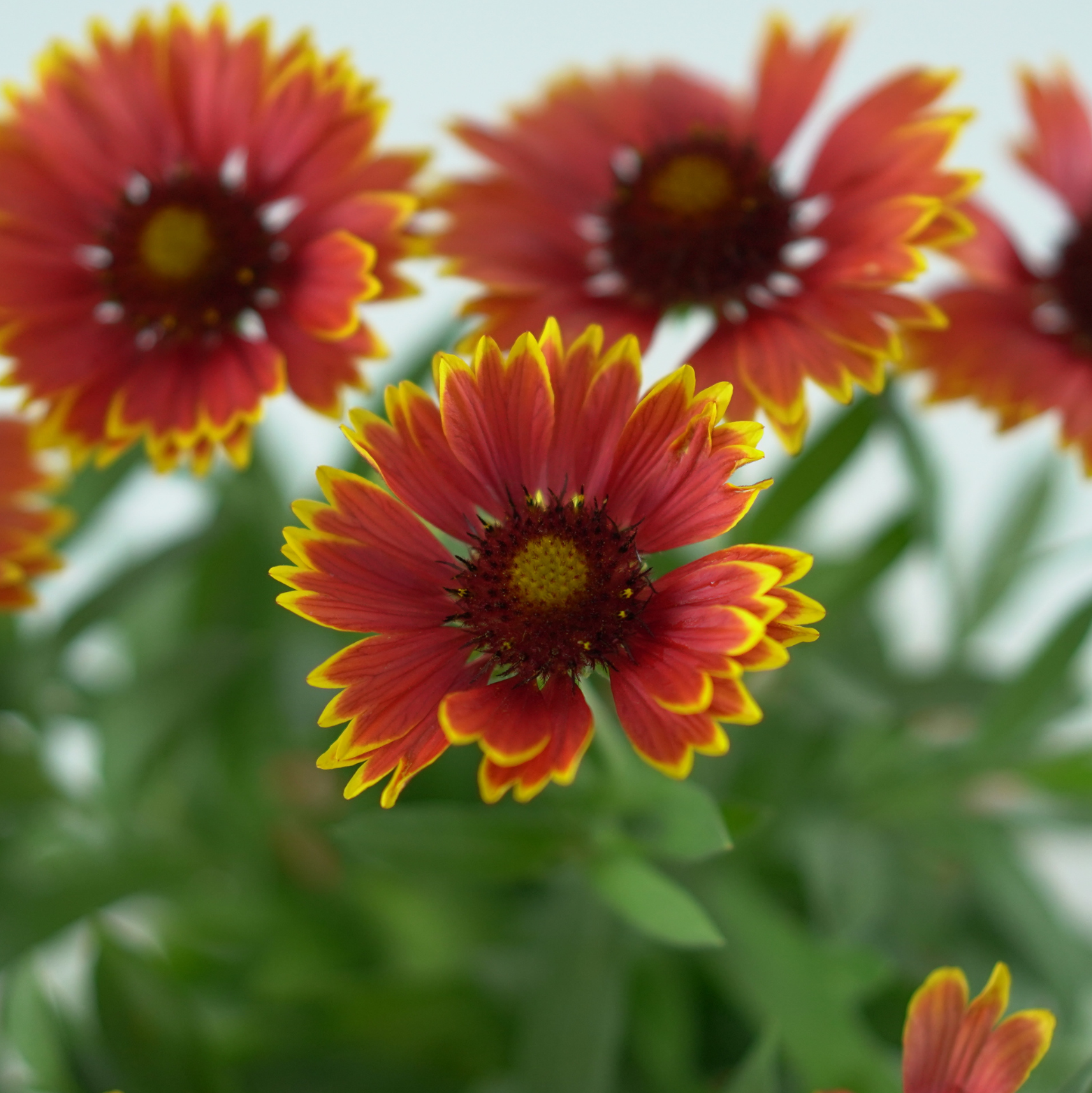 GAILLARDIA 'SPINTOP ORANGE HALO' Gailardia oścista