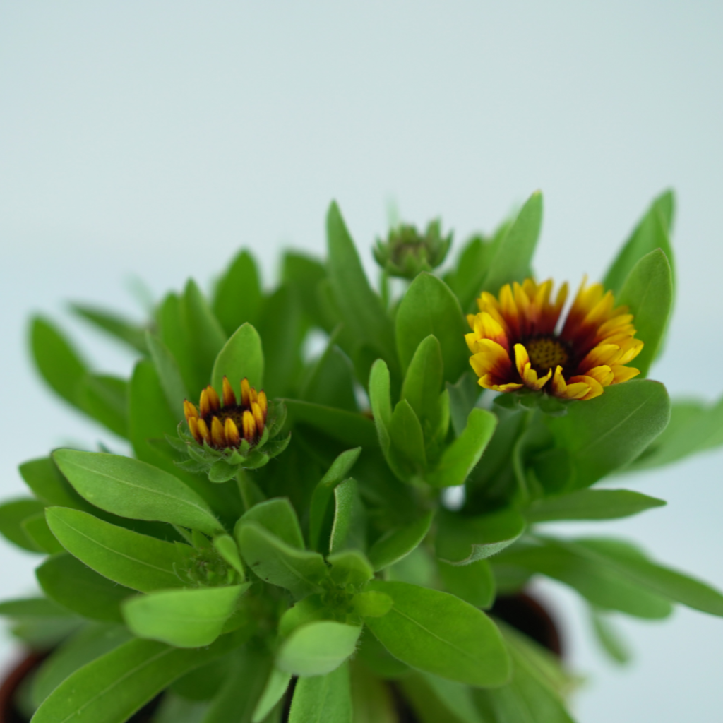 GAILLARDIA ARISTATA 'GUAPA FLAMENCO' Gailardia oścista