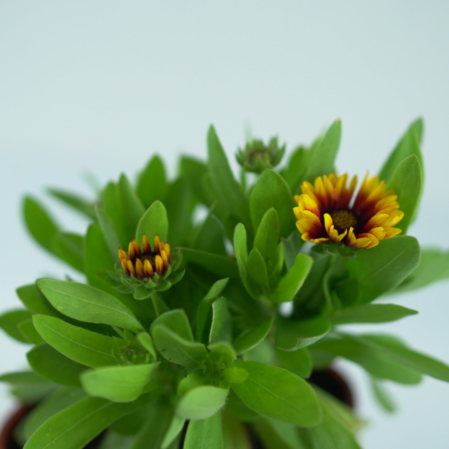 GAILLARDIA HYBRIDA Sweet Chili Gailardia