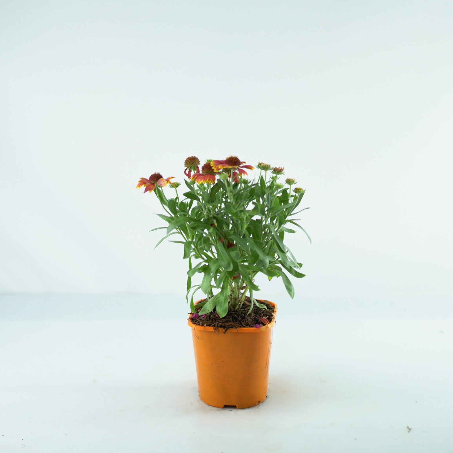 GAILLARDIA 'SPINTOP ORANGE HALO' Gailardia oścista