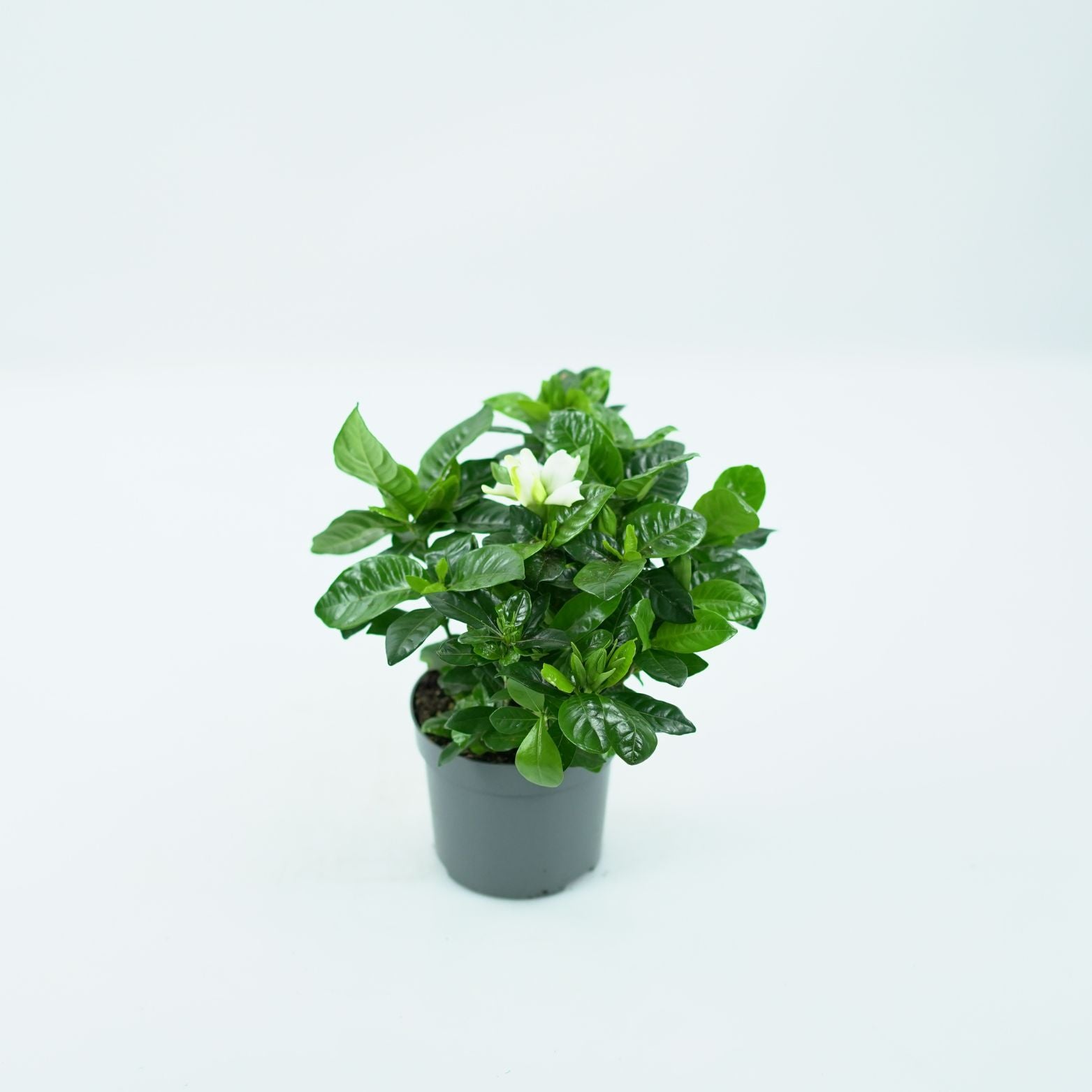 GARDENIA JASMINOIDES Gardenia jaśminowata