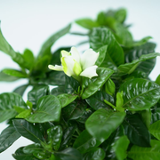 GARDENIA JASMINOIDES Gardenia jaśminowata