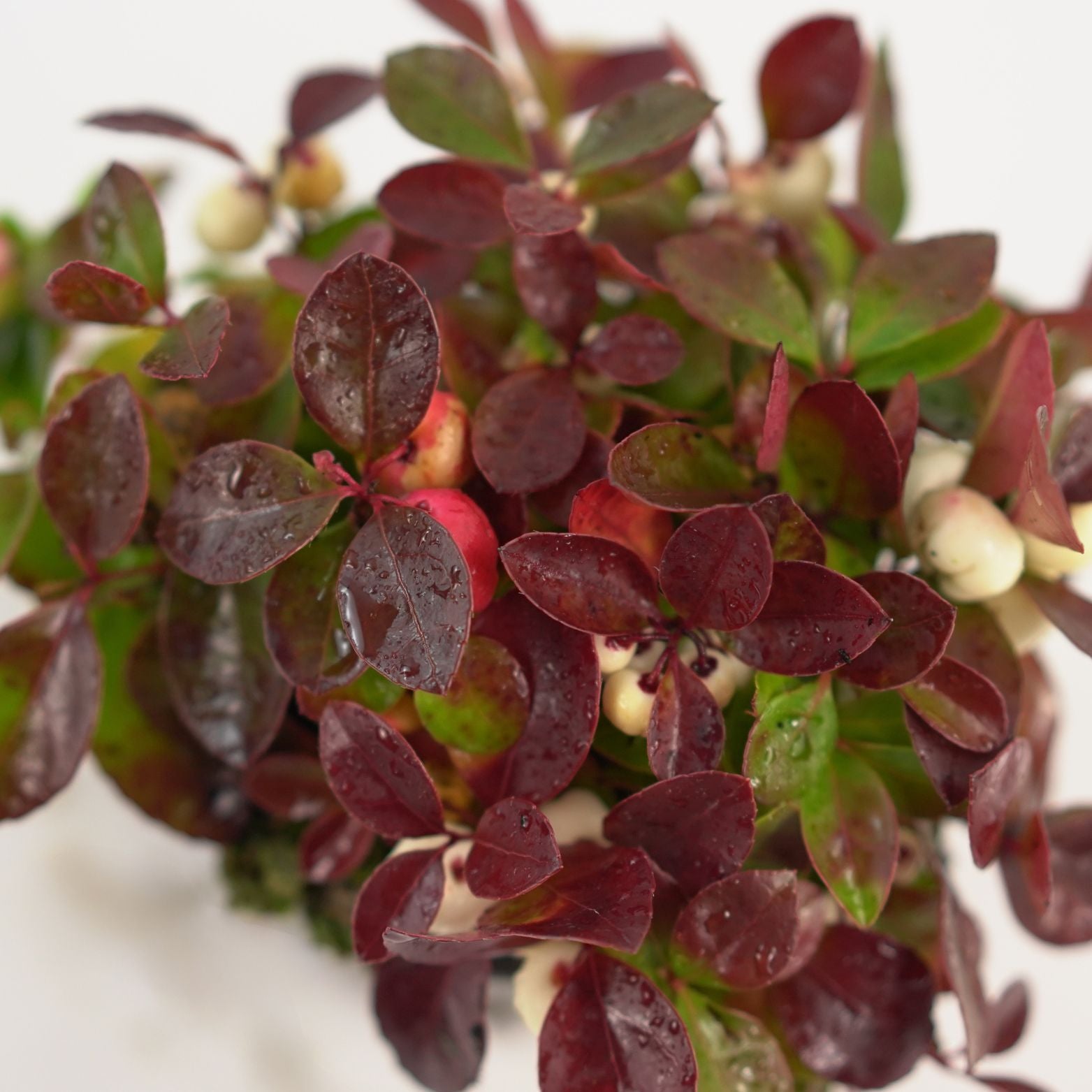 GAULTHERIA PROCUMBENS 'COLOR SURPRISE' Golteria pełzająca