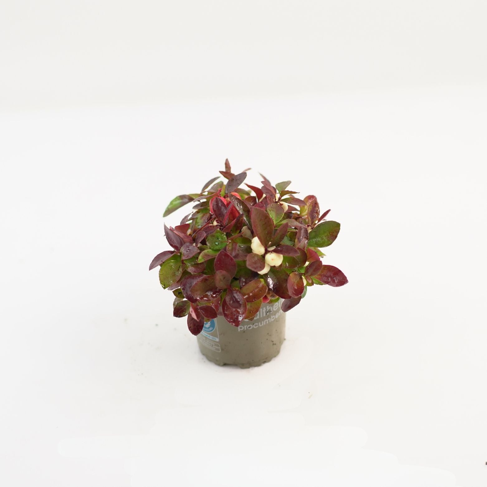 GAULTHERIA PROCUMBENS 'COLOR SURPRISE' Golteria pełzająca