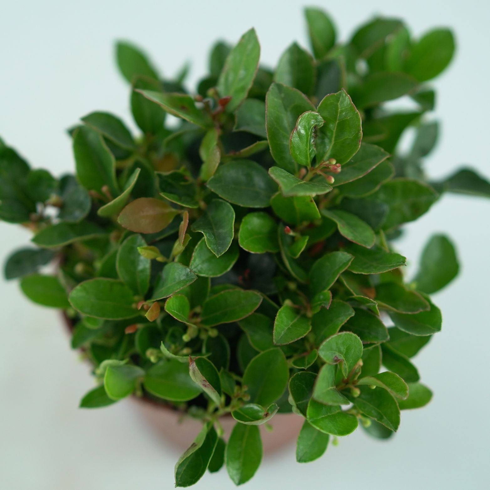 GAULTHERIA PROCUMBENS Golteria pełzająca